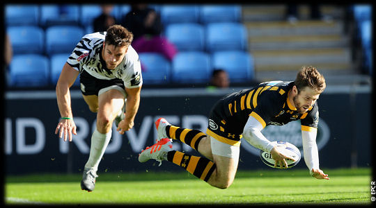 Wasps Zebre